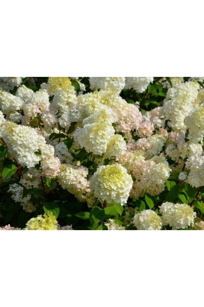 Гортензия метельчатая Диамантино 